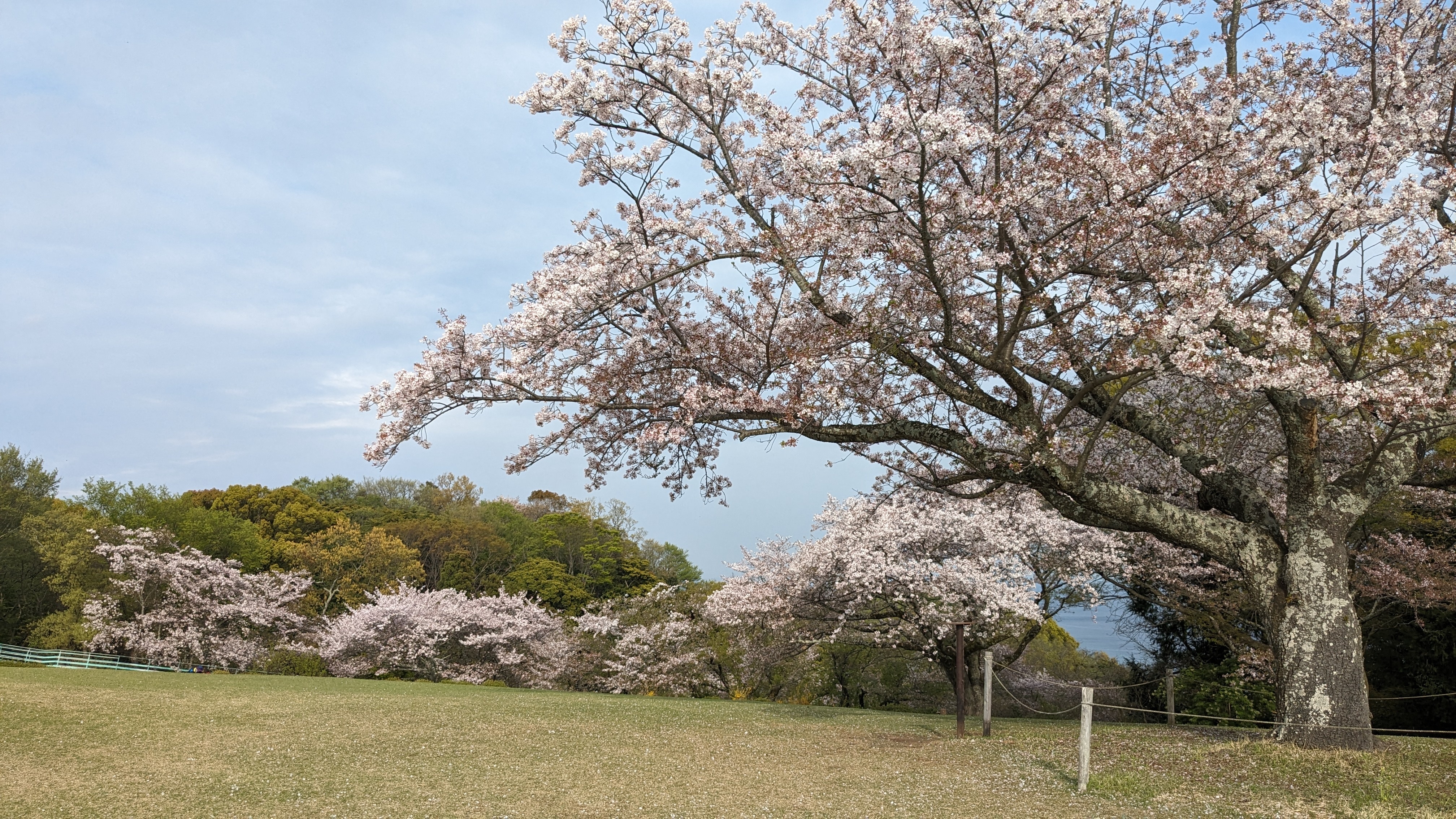 4月12日桜1