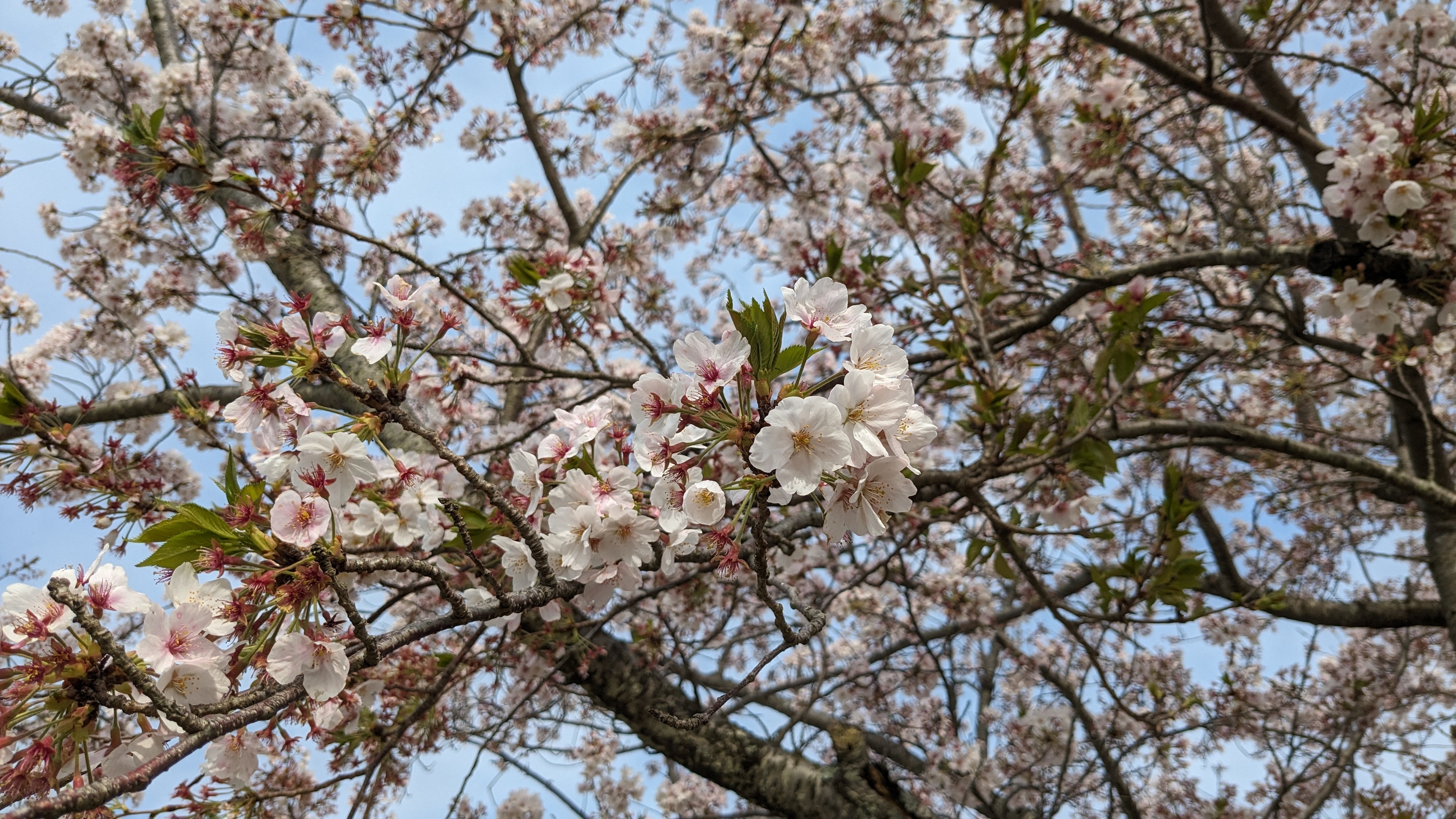4月12日桜3