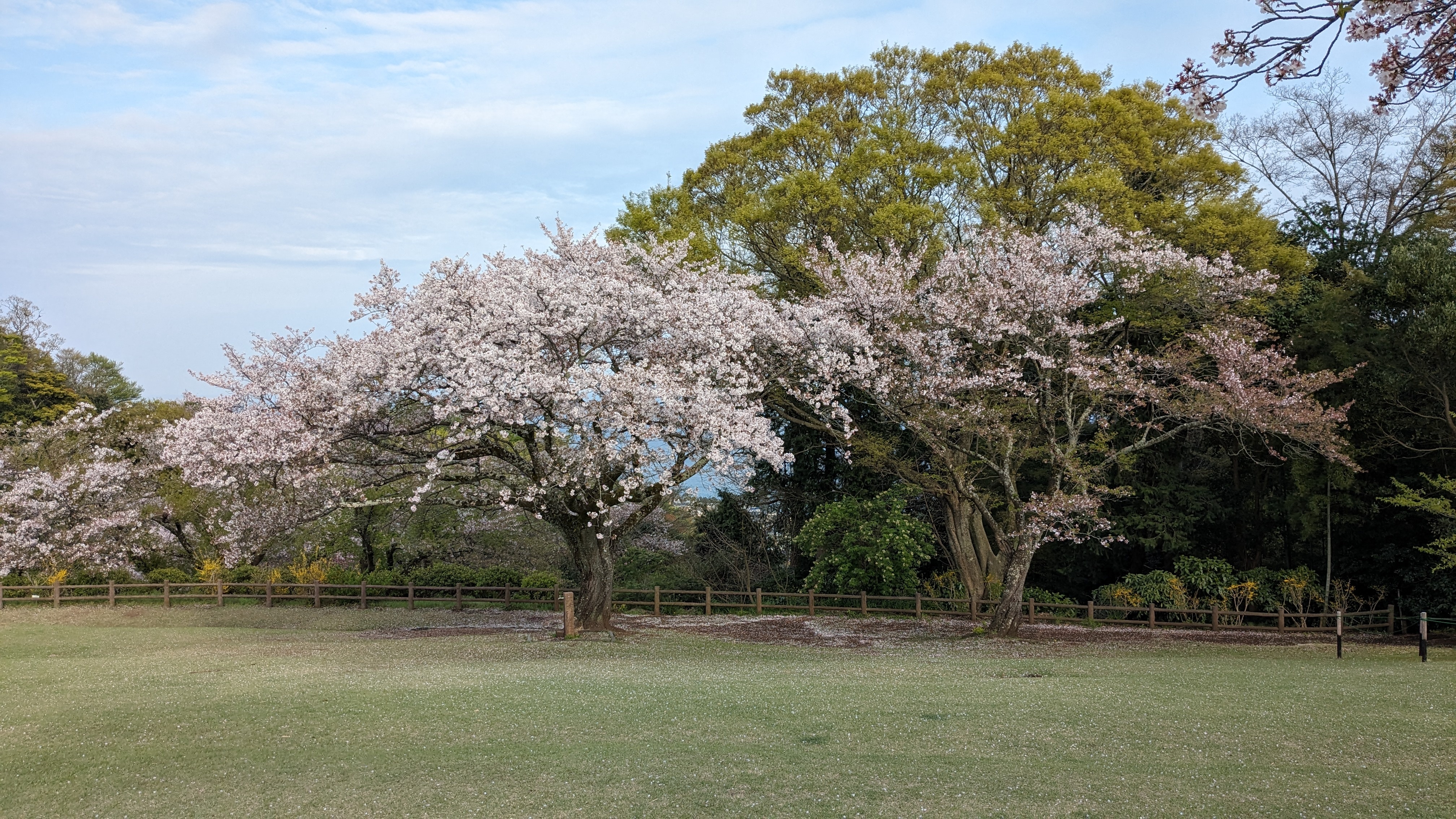 4月12日桜2