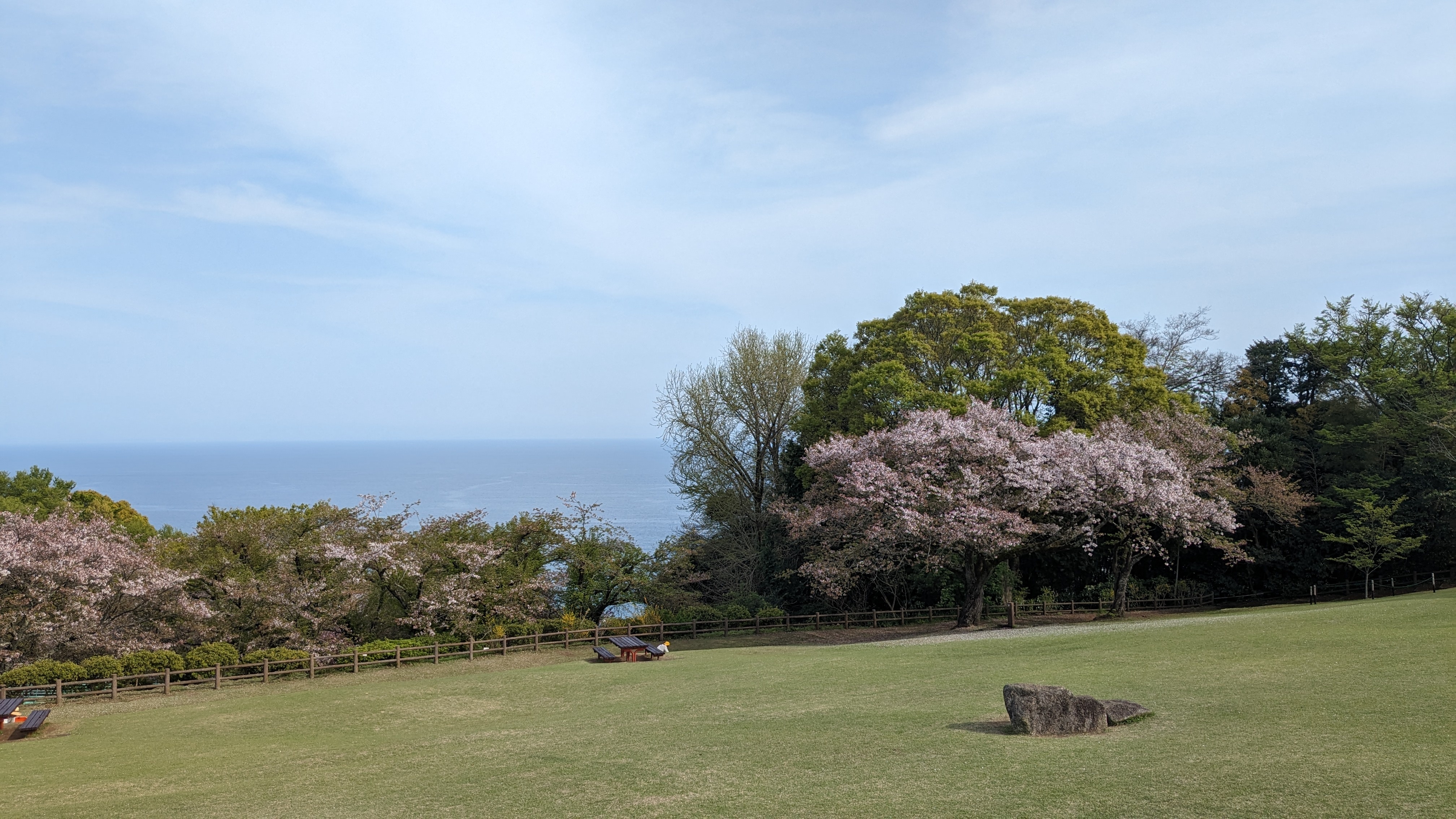 4月15日桜2