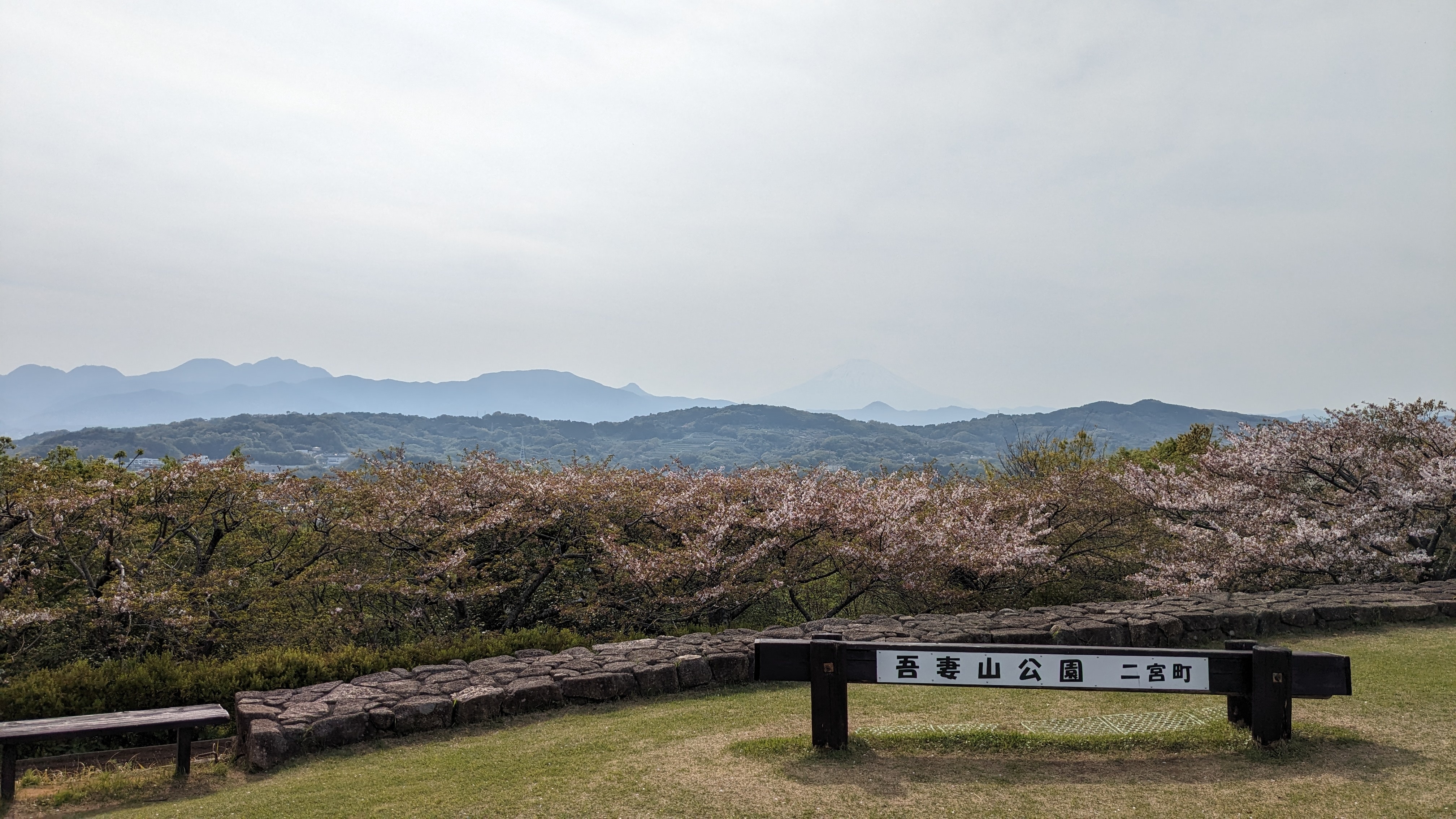 4月15日桜1