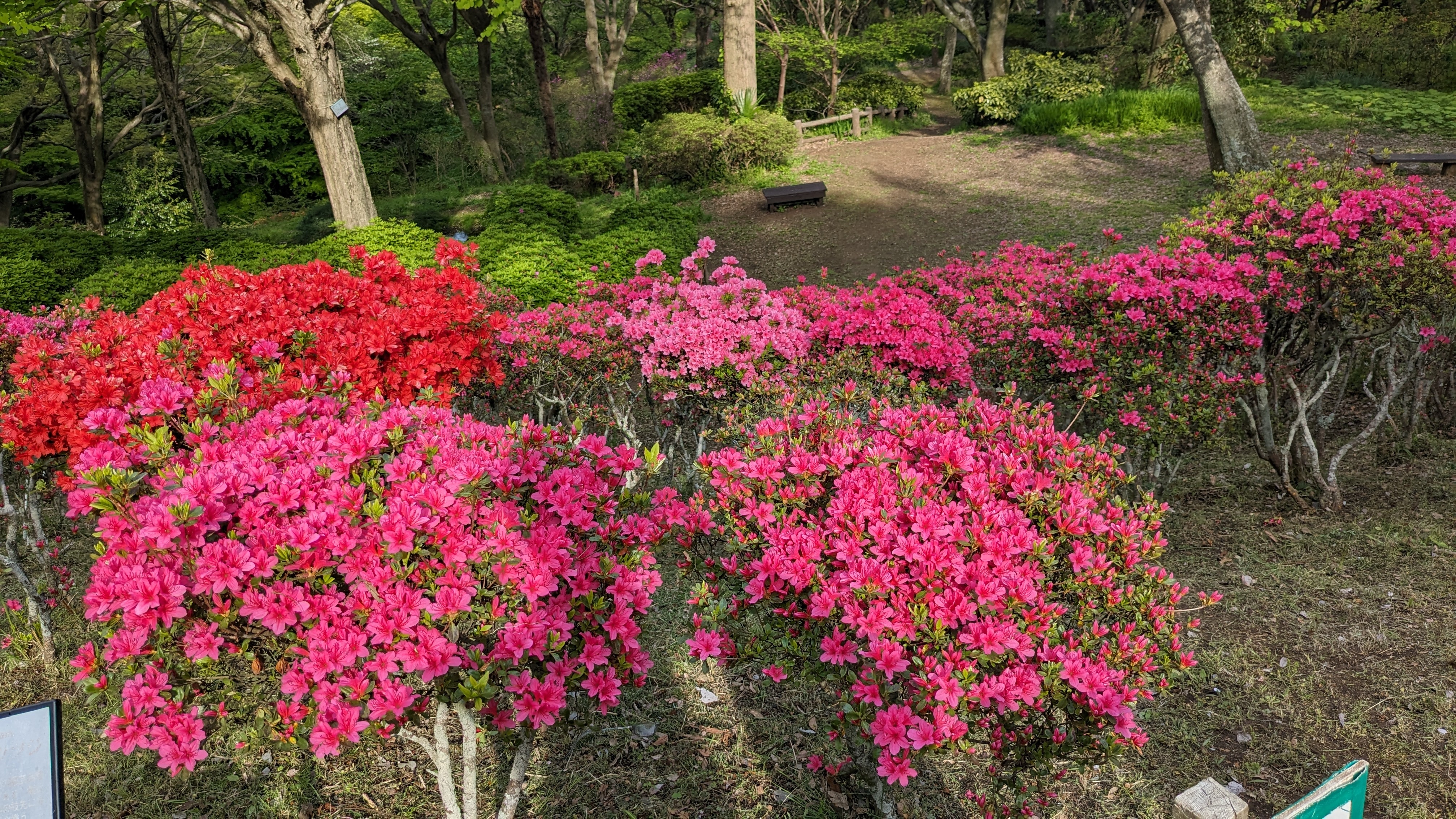 4月15日ツツジ1