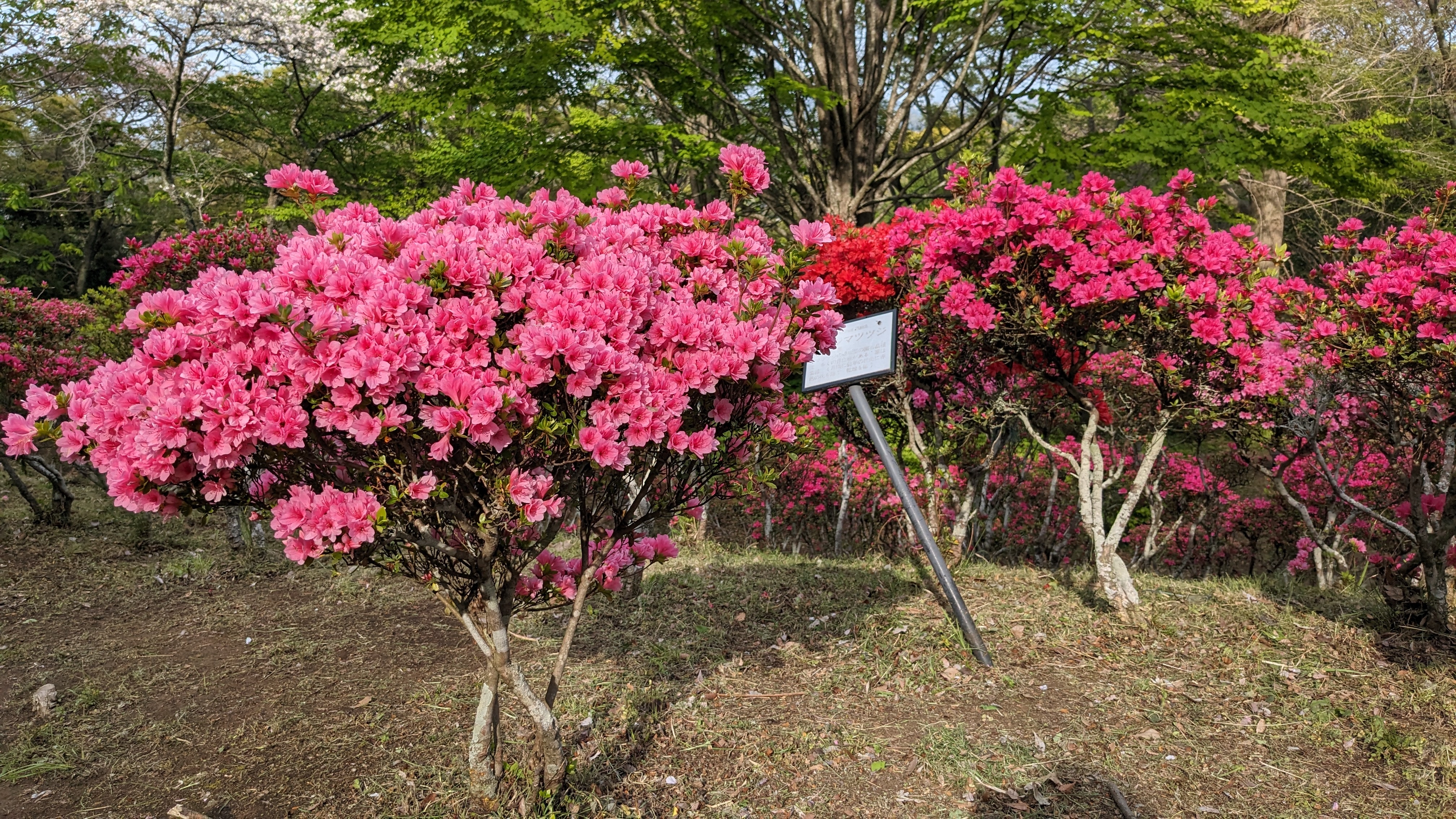 4月15日ツツジ2