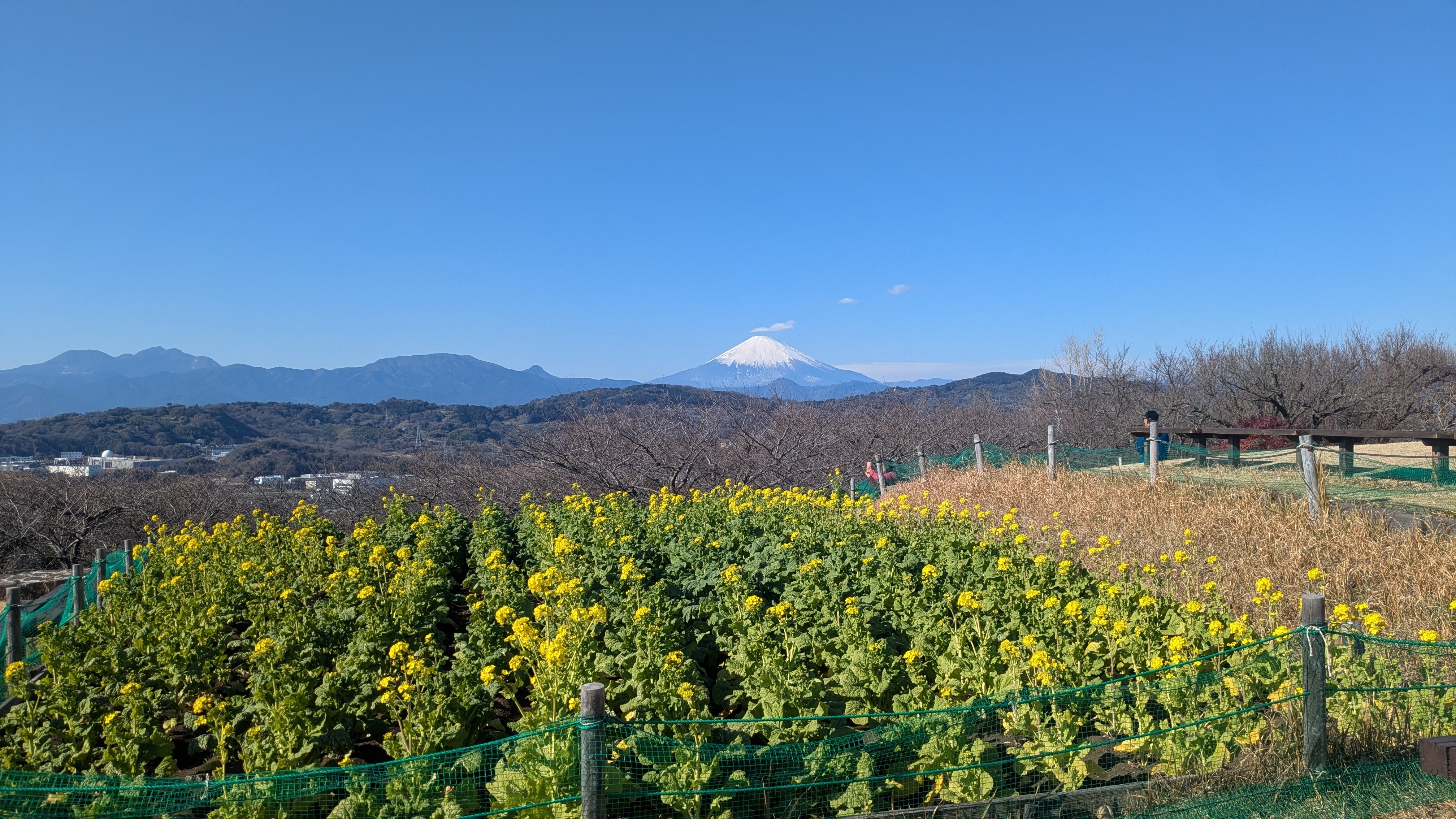 吾妻山公園菜の花3