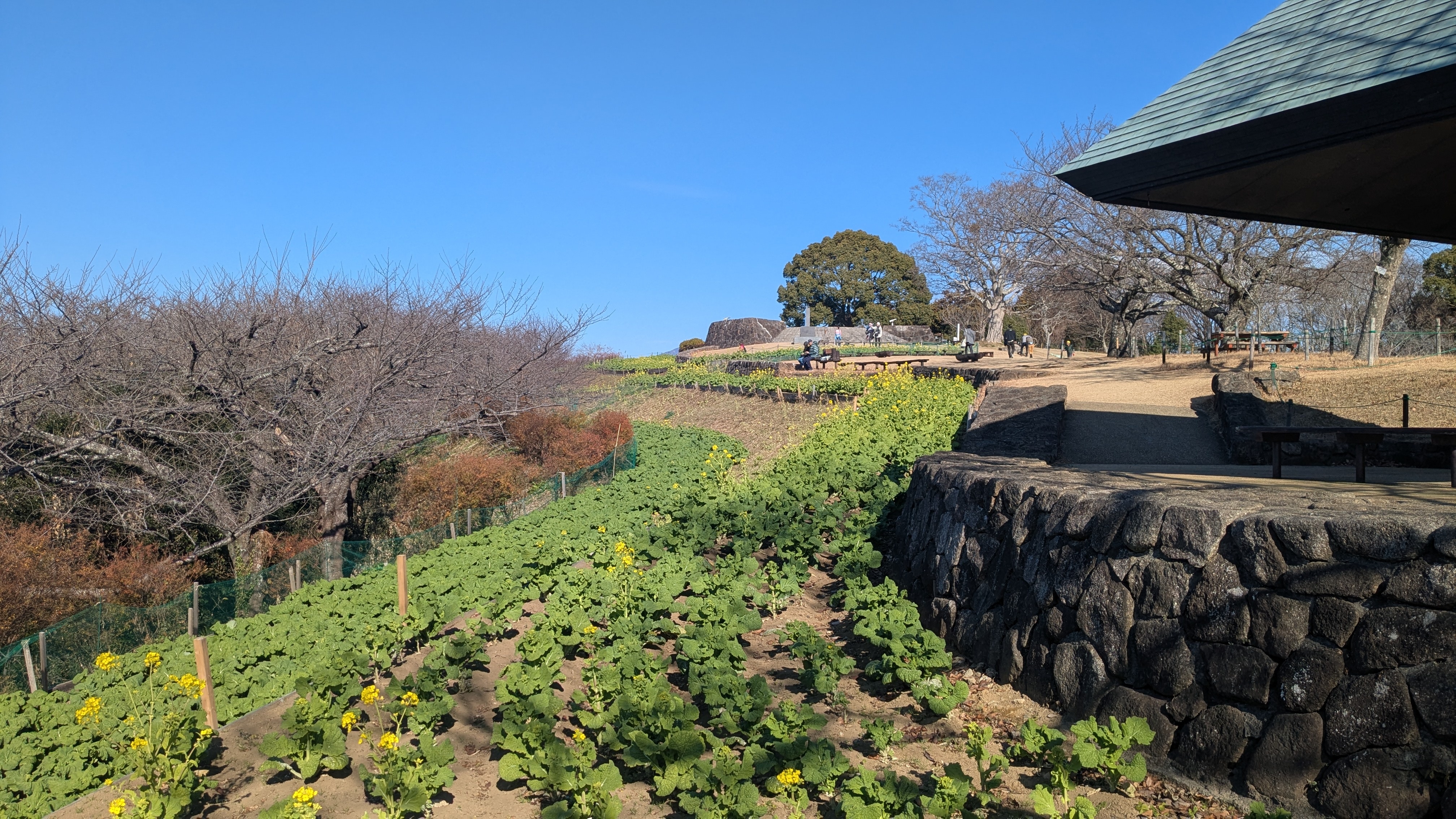 吾妻山公園菜の花2