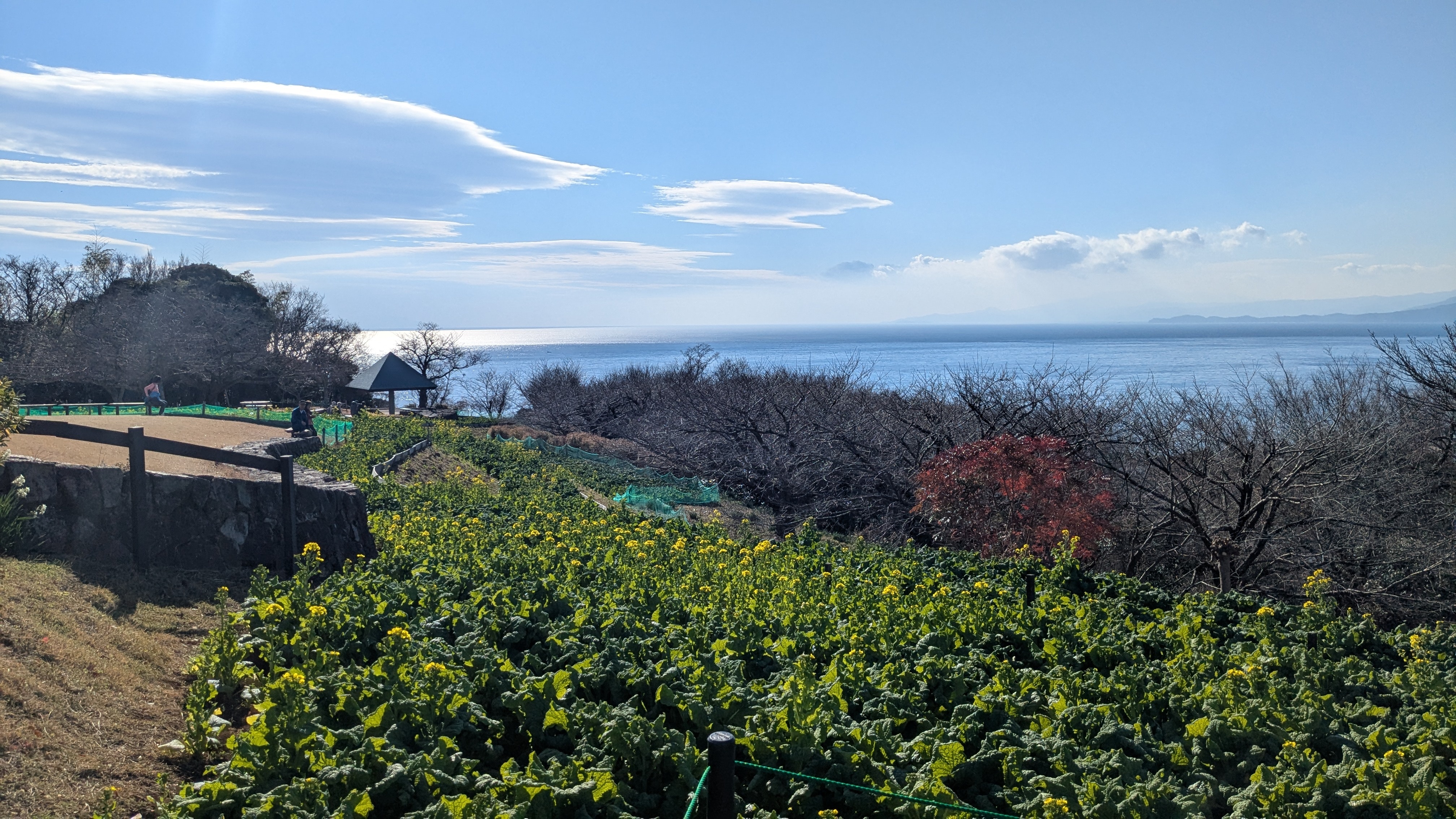 吾妻山公園菜の花1