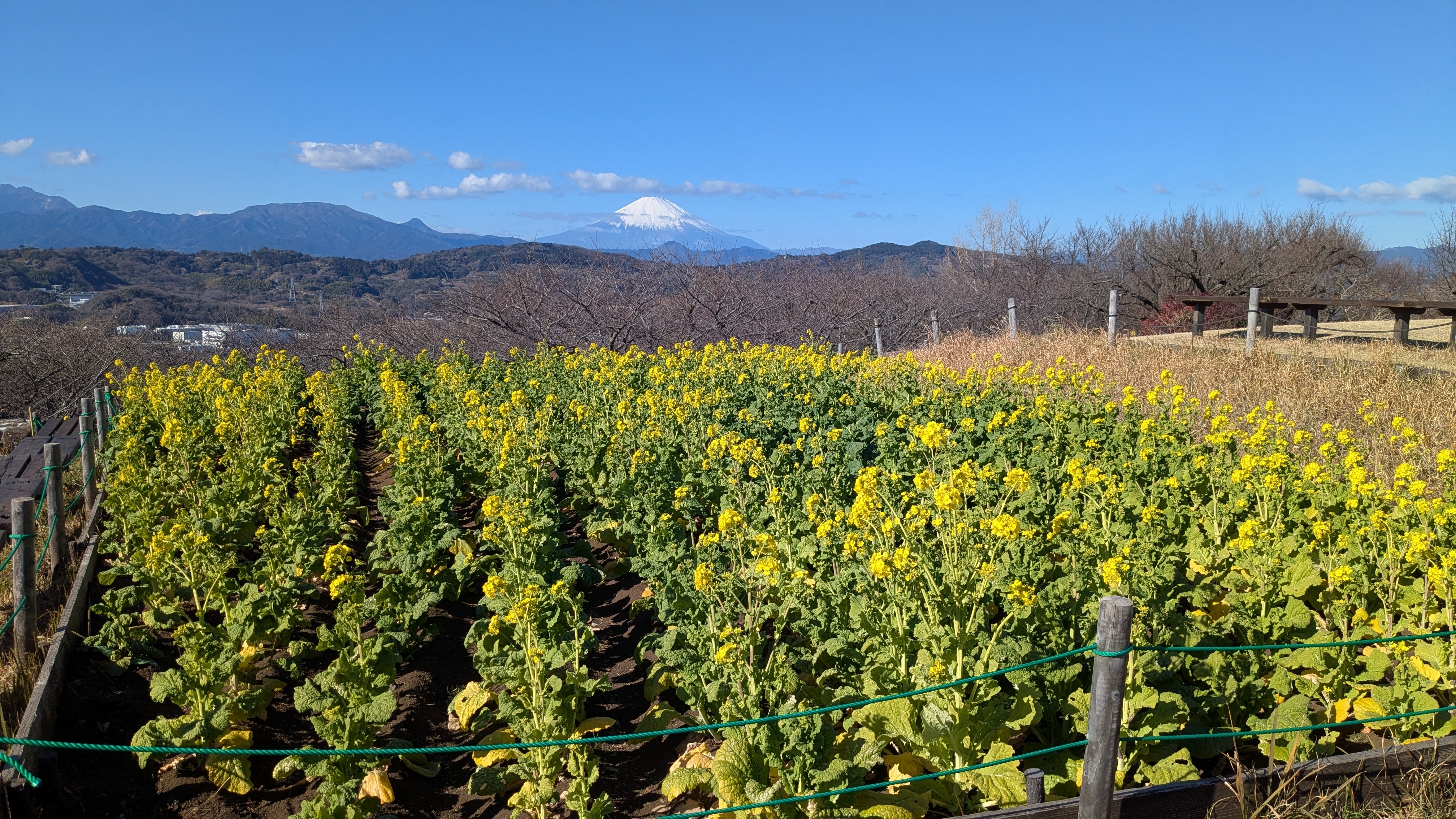 吾妻山公園菜の花1