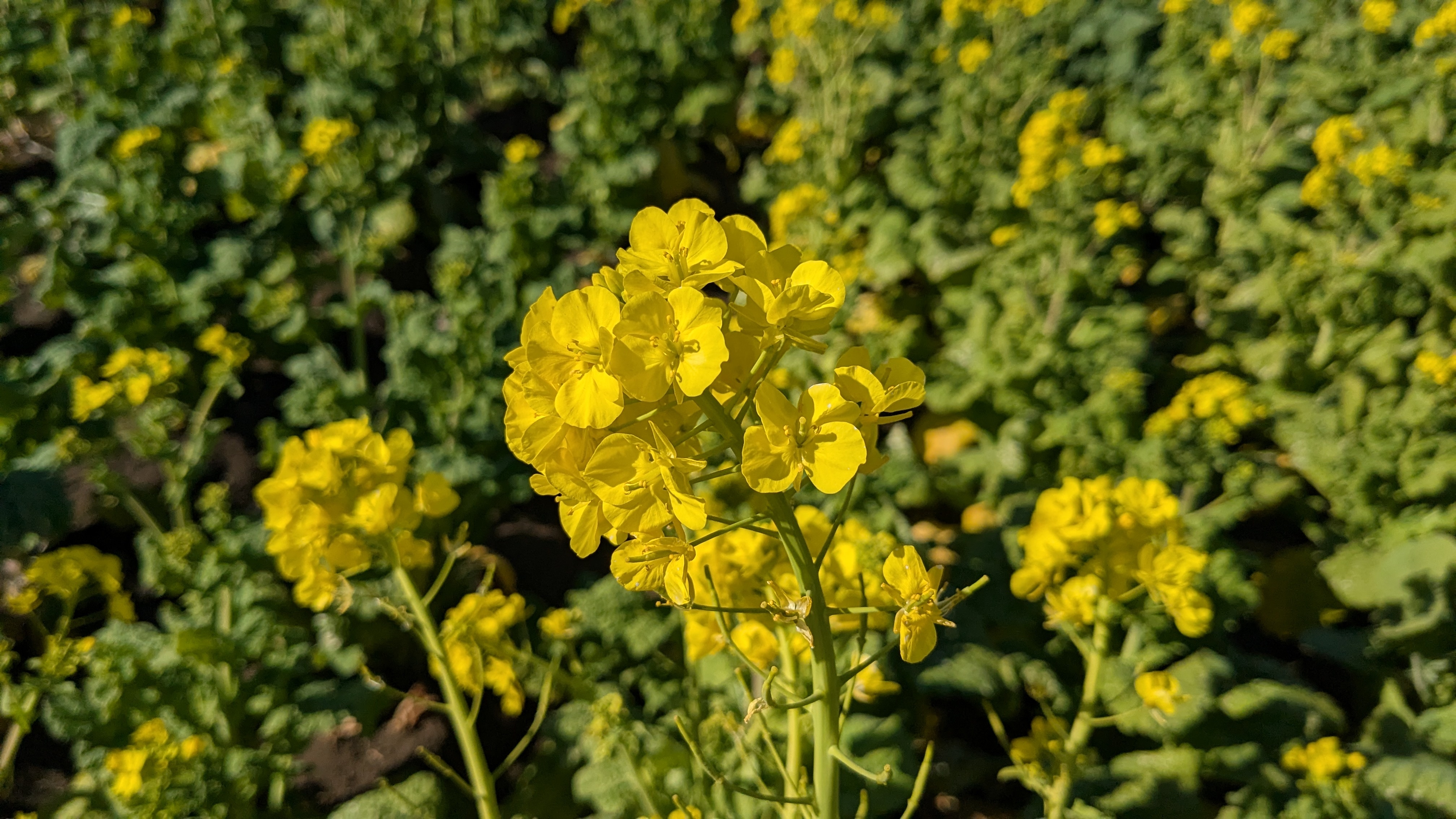 吾妻山公園菜の花3