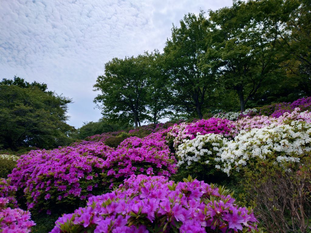 吾妻山公園花情報2026（4月） | 二宮町