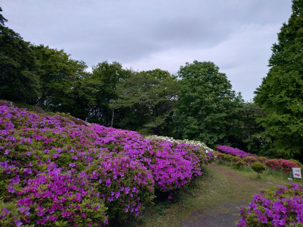吾妻山公園花情報2026（4月） | 二宮町