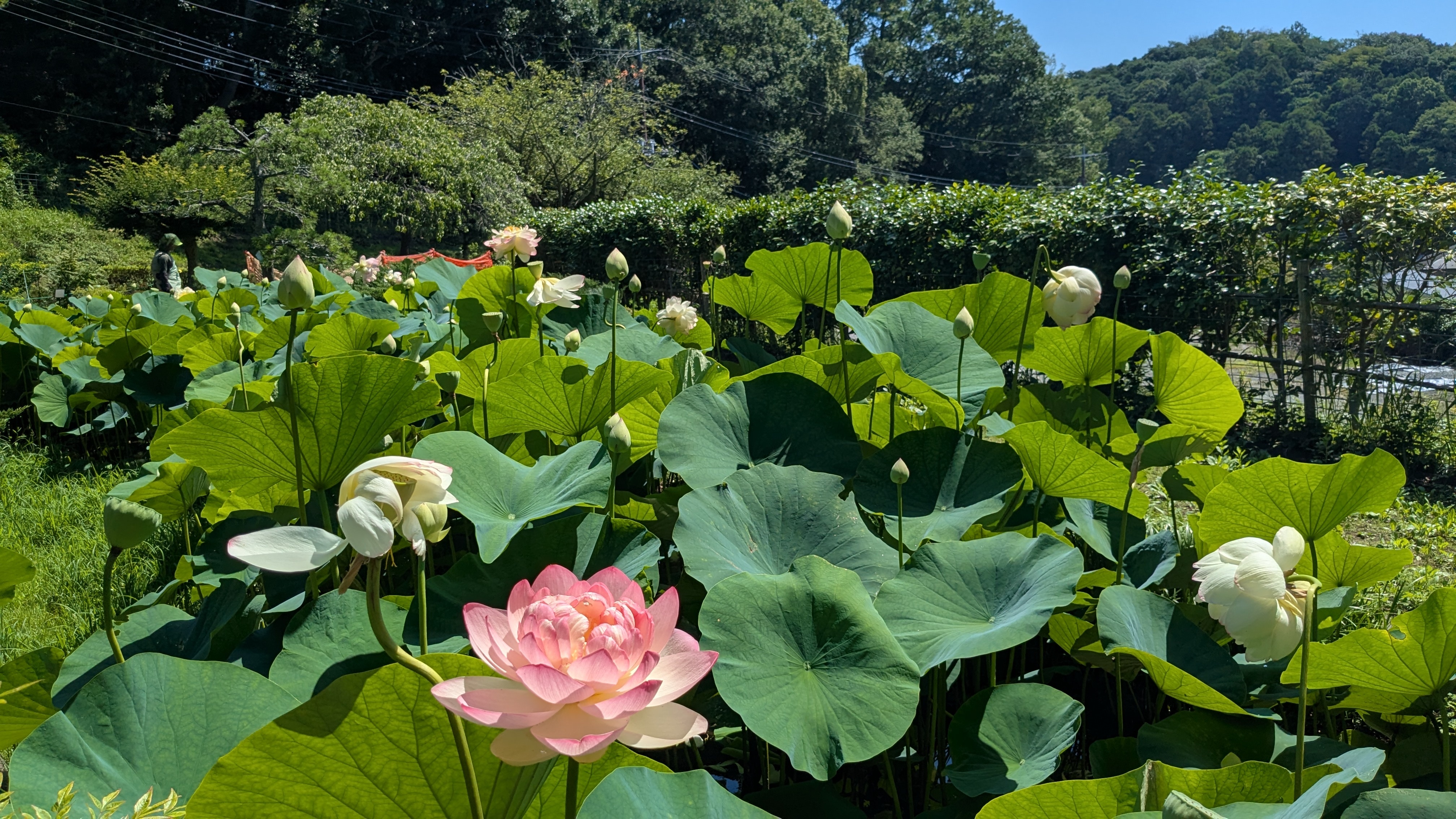 せせらぎ公園花情報2026 | 二宮町