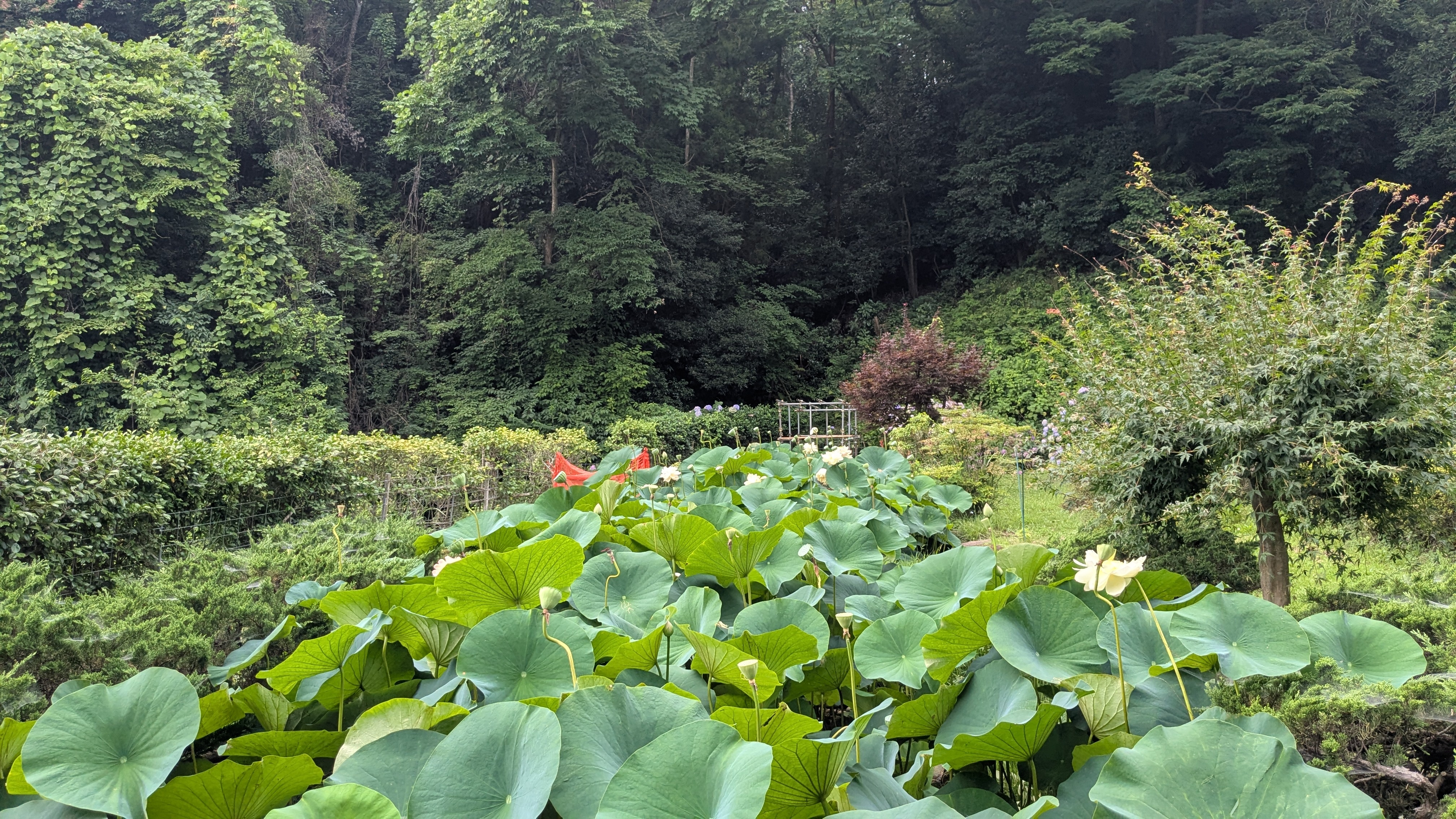 せせらぎ公園花情報2026 | 二宮町