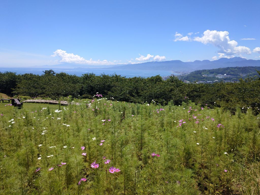 吾妻山公園花情報2026（7月） | 二宮町