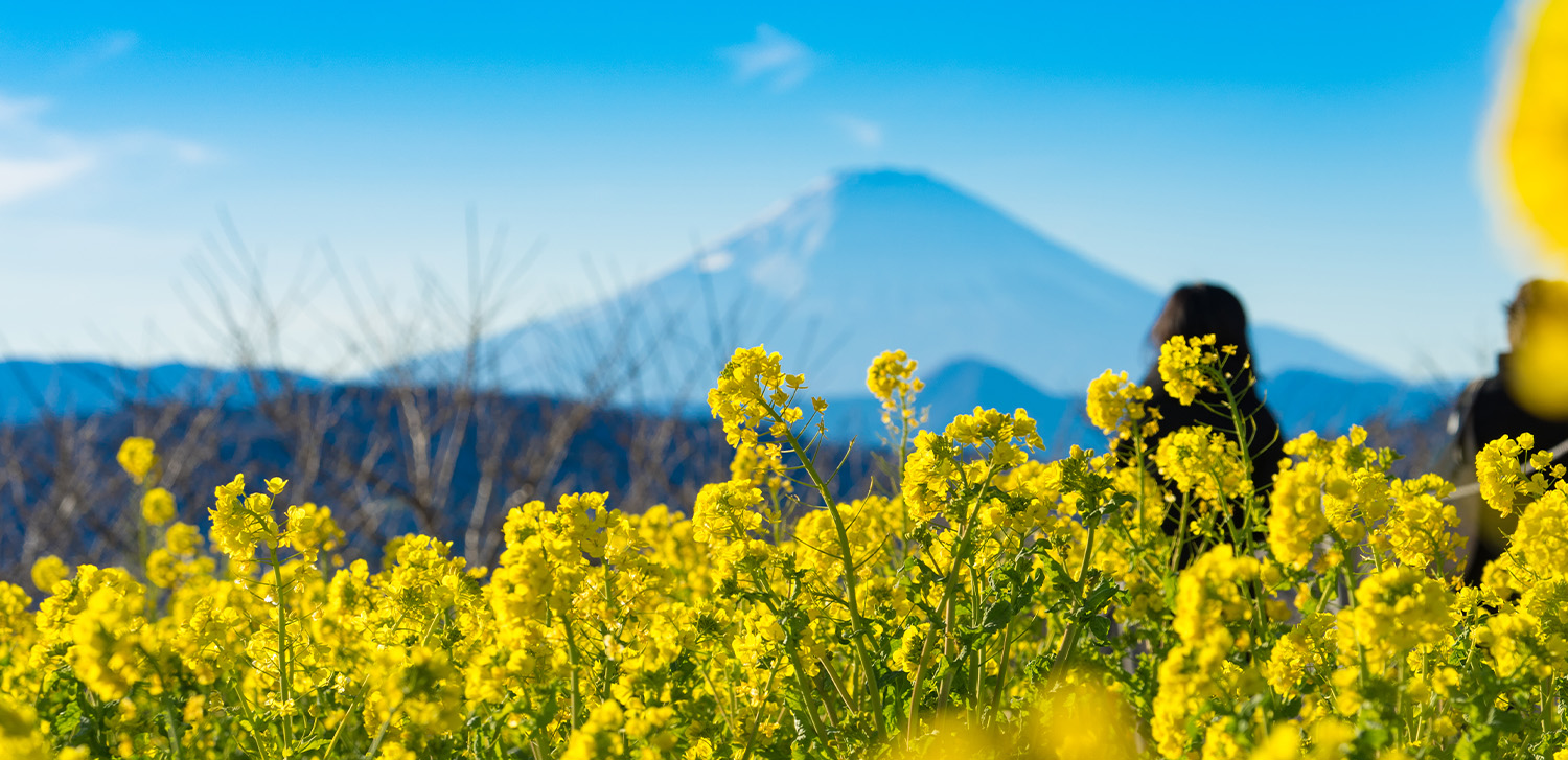 吾妻山と菜の花