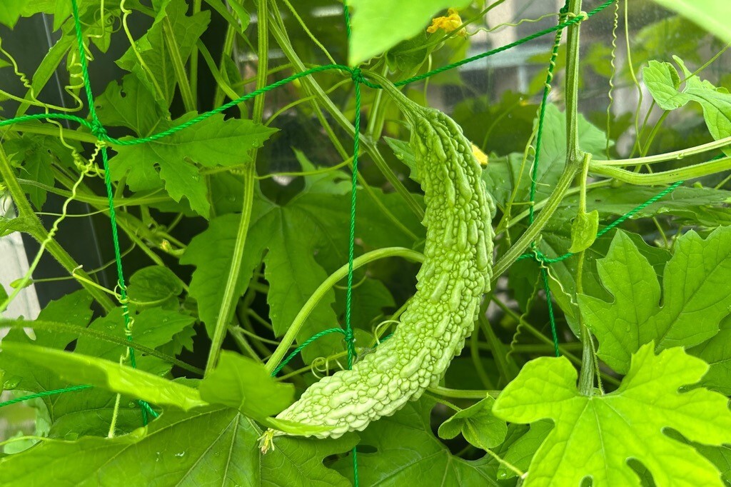7月2日⑵