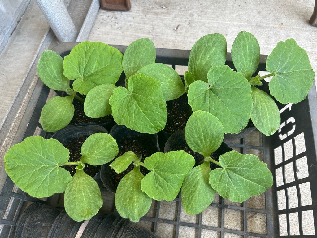 5月12日 2