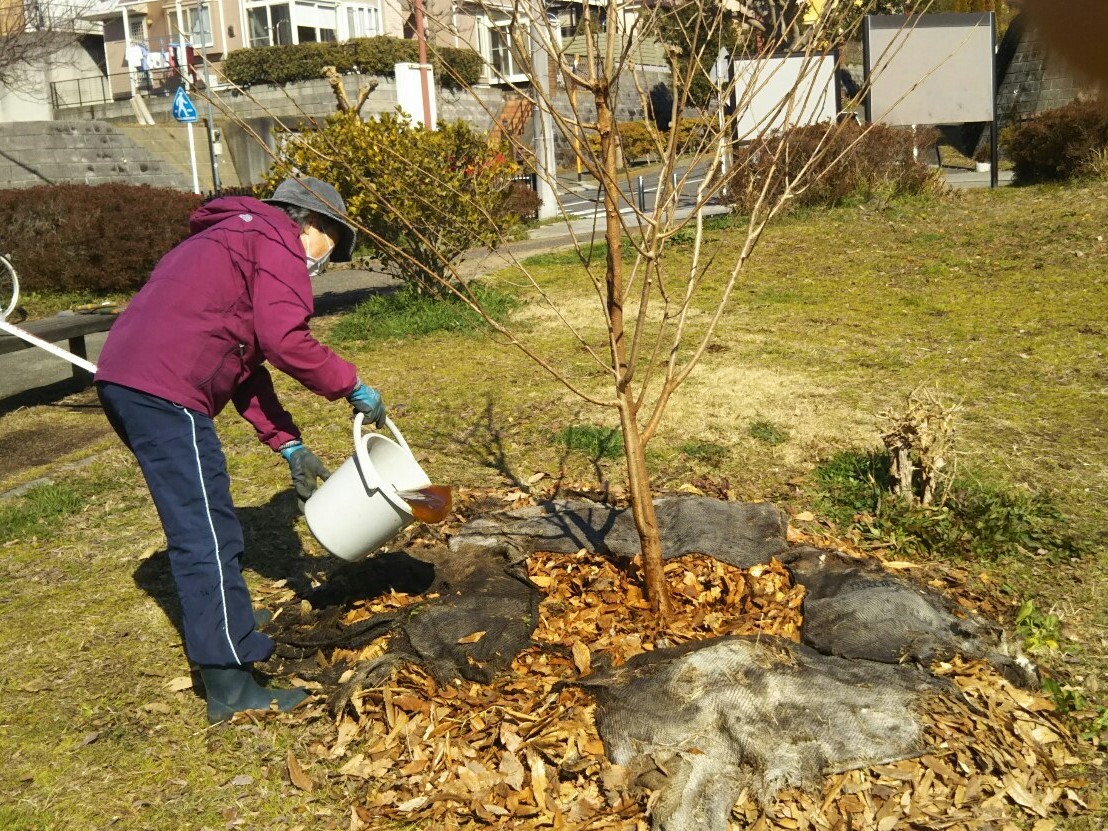 久保の桜