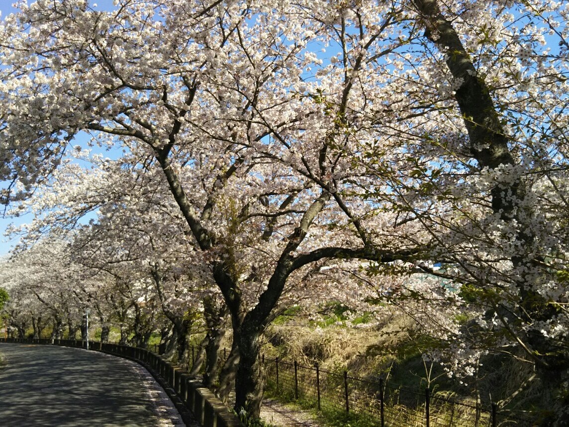 桜