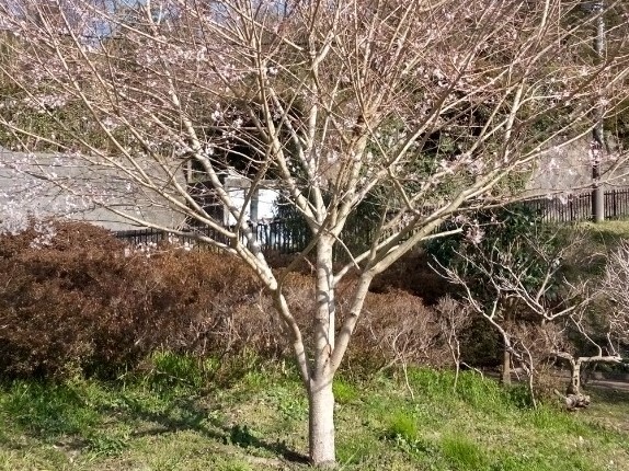 久保の桜