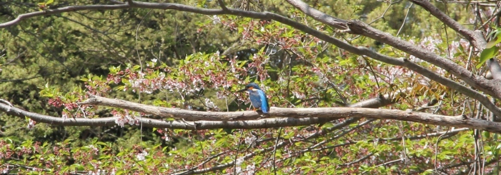 葛川にいるカワセミ