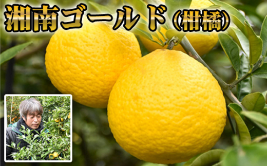 湘南ゴールド