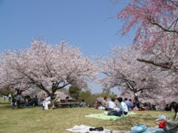 桜の写真